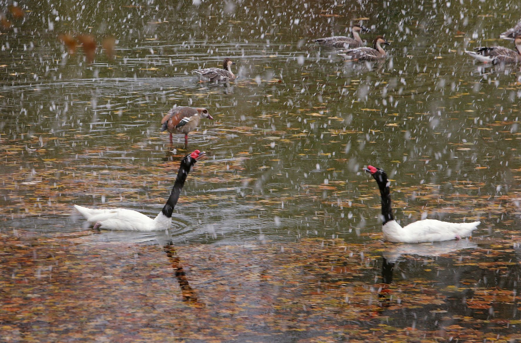 First snow covers the Zoo